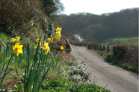 Spring daffs
