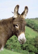Donkey