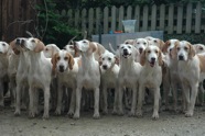 Hounds at bay
