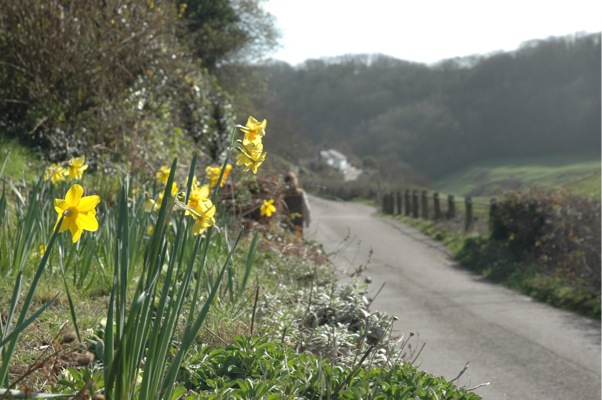 Spring daffs