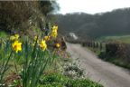 Spring daffs