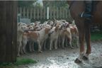 Hounds
