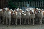 More hounds